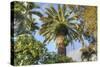Giant Palm-Robert Goldwitz-Stretched Canvas