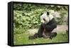 Giant Panda - Ailuropoda Melanole at the Beijing Zoo-Andreyuu-Framed Stretched Canvas