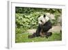 Giant Panda - Ailuropoda Melanole at the Beijing Zoo-Andreyuu-Framed Photographic Print