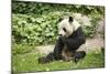 Giant Panda - Ailuropoda Melanole at the Beijing Zoo-Andreyuu-Mounted Photographic Print