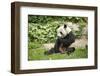 Giant Panda - Ailuropoda Melanole at the Beijing Zoo-Andreyuu-Framed Photographic Print