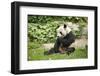 Giant Panda - Ailuropoda Melanole at the Beijing Zoo-Andreyuu-Framed Photographic Print