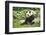 Giant Panda - Ailuropoda Melanole at the Beijing Zoo-Andreyuu-Framed Photographic Print