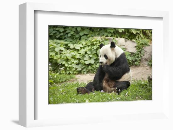 Giant Panda - Ailuropoda Melanole at the Beijing Zoo-Andreyuu-Framed Photographic Print