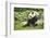 Giant Panda - Ailuropoda Melanole at the Beijing Zoo-Andreyuu-Framed Photographic Print