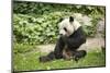 Giant Panda - Ailuropoda Melanole at the Beijing Zoo-Andreyuu-Mounted Photographic Print