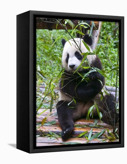 Giant Panda (Ailuropoda Melanoleuca) at the Panda Bear Reserve, Chengdu, Sichuan, China, Asia-Michael Runkel-Framed Stretched Canvas