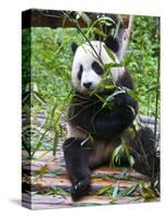 Giant Panda (Ailuropoda Melanoleuca) at the Panda Bear Reserve, Chengdu, Sichuan, China, Asia-Michael Runkel-Stretched Canvas