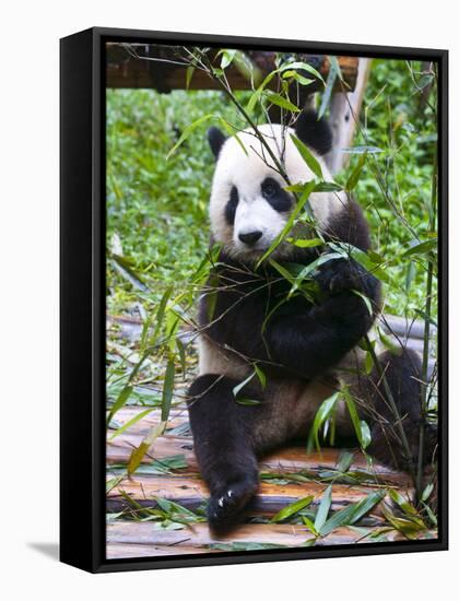 Giant Panda (Ailuropoda Melanoleuca) at the Panda Bear Reserve, Chengdu, Sichuan, China, Asia-Michael Runkel-Framed Stretched Canvas
