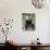 Giant Panda (Ailuropoda Melanoleuca) at the Panda Bear Reserve, Chengdu, Sichuan, China, Asia-Michael Runkel-Stretched Canvas displayed on a wall