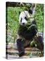 Giant Panda (Ailuropoda Melanoleuca) at the Panda Bear Reserve, Chengdu, Sichuan, China, Asia-Michael Runkel-Stretched Canvas