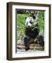 Giant Panda (Ailuropoda Melanoleuca) at the Panda Bear Reserve, Chengdu, Sichuan, China, Asia-Michael Runkel-Framed Photographic Print