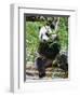 Giant Panda (Ailuropoda Melanoleuca) at the Panda Bear Reserve, Chengdu, Sichuan, China, Asia-Michael Runkel-Framed Photographic Print