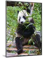 Giant Panda (Ailuropoda Melanoleuca) at the Panda Bear Reserve, Chengdu, Sichuan, China, Asia-Michael Runkel-Mounted Photographic Print