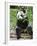 Giant Panda (Ailuropoda Melanoleuca) at the Panda Bear Reserve, Chengdu, Sichuan, China, Asia-Michael Runkel-Framed Photographic Print