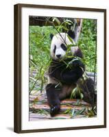 Giant Panda (Ailuropoda Melanoleuca) at the Panda Bear Reserve, Chengdu, Sichuan, China, Asia-Michael Runkel-Framed Photographic Print