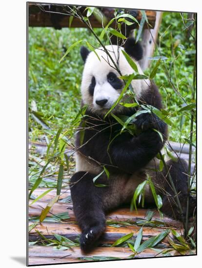 Giant Panda (Ailuropoda Melanoleuca) at the Panda Bear Reserve, Chengdu, Sichuan, China, Asia-Michael Runkel-Mounted Photographic Print