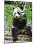 Giant Panda (Ailuropoda Melanoleuca) at the Panda Bear Reserve, Chengdu, Sichuan, China, Asia-Michael Runkel-Mounted Photographic Print