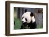 Giant Panda Ailuropoda Melanoleuca Eating Bamboo-null-Framed Photographic Print