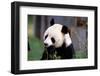 Giant Panda Ailuropoda Melanoleuca Eating Bamboo-null-Framed Photographic Print