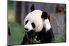 Giant Panda Ailuropoda Melanoleuca Eating Bamboo-null-Mounted Photographic Print