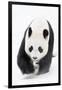 Giant panda (Ailuropoda melanoleuca) in snow, captive.-Edwin Giesbers-Framed Photographic Print