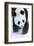 Giant panda (Ailuropoda melanoleuca) in snow, captive.-Edwin Giesbers-Framed Photographic Print