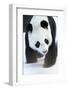 Giant panda (Ailuropoda melanoleuca) in snow, captive.-Edwin Giesbers-Framed Photographic Print