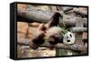 Giant Panda (Ailuropoda Melanoleuca) Lying On Climbing Frame Eating Bamboo-Eric Baccega-Framed Stretched Canvas