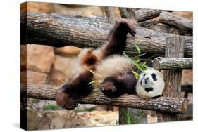 Giant Panda (Ailuropoda Melanoleuca) Lying On Climbing Frame Eating Bamboo-Eric Baccega-Stretched Canvas