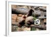 Giant Panda (Ailuropoda Melanoleuca) Lying On Climbing Frame Eating Bamboo-Eric Baccega-Framed Photographic Print