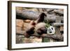 Giant Panda (Ailuropoda Melanoleuca) Lying On Climbing Frame Eating Bamboo-Eric Baccega-Framed Photographic Print