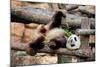 Giant Panda (Ailuropoda Melanoleuca) Lying On Climbing Frame Eating Bamboo-Eric Baccega-Mounted Photographic Print