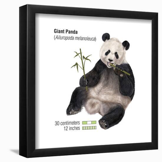 Giant Panda (Ailuropoda Melanoleuca), Mammals-Encyclopaedia Britannica-Framed Poster