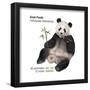 Giant Panda (Ailuropoda Melanoleuca), Mammals-Encyclopaedia Britannica-Framed Poster