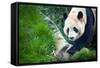 Giant Panda (Ailuropoda Melanoleuca)-l i g h t p o e t-Framed Stretched Canvas