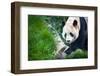 Giant Panda (Ailuropoda Melanoleuca)-l i g h t p o e t-Framed Photographic Print