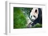 Giant Panda (Ailuropoda Melanoleuca)-l i g h t p o e t-Framed Photographic Print