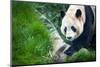 Giant Panda (Ailuropoda Melanoleuca)-l i g h t p o e t-Mounted Photographic Print