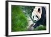 Giant Panda (Ailuropoda Melanoleuca)-l i g h t p o e t-Framed Photographic Print