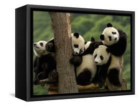 Giant Panda Babies, Wolong China Conservation and Research Center for the Giant Panda, China-Pete Oxford-Framed Stretched Canvas