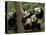 Giant Panda Babies, Wolong China Conservation and Research Center for the Giant Panda, China-Pete Oxford-Stretched Canvas