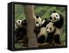 Giant Panda Babies, Wolong China Conservation and Research Center for the Giant Panda, China-Pete Oxford-Framed Stretched Canvas