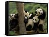 Giant Panda Babies, Wolong China Conservation and Research Center for the Giant Panda, China-Pete Oxford-Framed Stretched Canvas