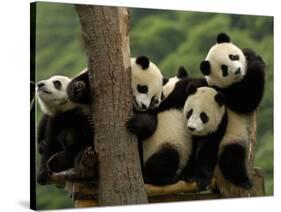 Giant Panda Babies, Wolong China Conservation and Research Center for the Giant Panda, China-Pete Oxford-Stretched Canvas