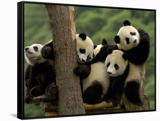 Giant Panda Babies, Wolong China Conservation and Research Center for the Giant Panda, China-Pete Oxford-Framed Stretched Canvas