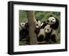 Giant Panda Babies, Wolong China Conservation and Research Center for the Giant Panda, China-Pete Oxford-Framed Premium Photographic Print