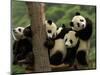 Giant Panda Babies, Wolong China Conservation and Research Center for the Giant Panda, China-Pete Oxford-Mounted Premium Photographic Print
