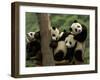 Giant Panda Babies, Wolong China Conservation and Research Center for the Giant Panda, China-Pete Oxford-Framed Premium Photographic Print