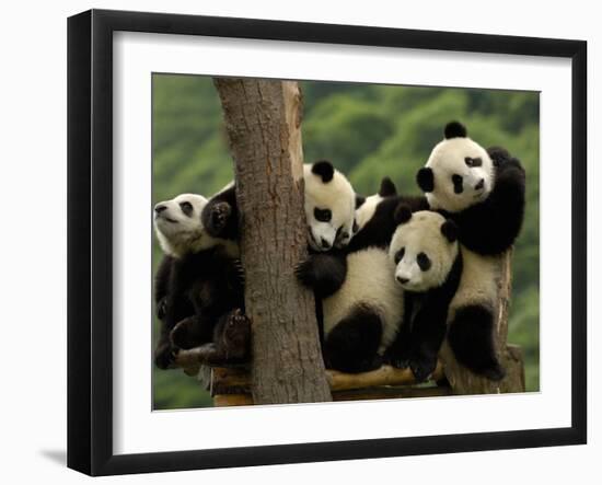 Giant Panda Babies, Wolong China Conservation and Research Center for the Giant Panda, China-Pete Oxford-Framed Premium Photographic Print